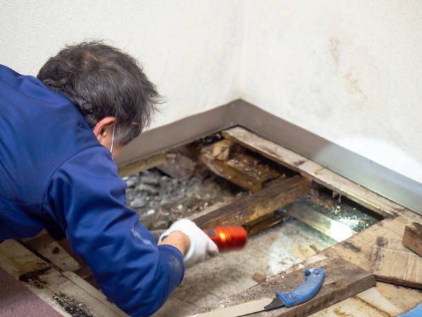 Best Mold Removal Company Near Me  in Sterling, VA
