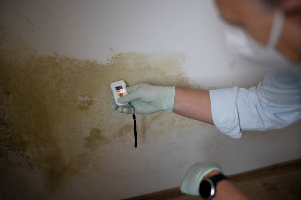 Trusted Sterling, VA Mold Removal Experts