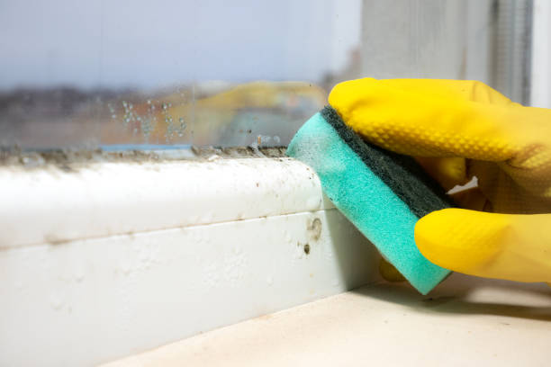 Best Home Mold Removal  in Sterling, VA