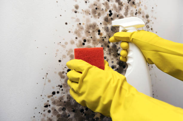 Best Attic Mold Removal  in Sterling, VA