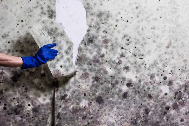 Best Toxic Mold Removal  in Sterling, VA