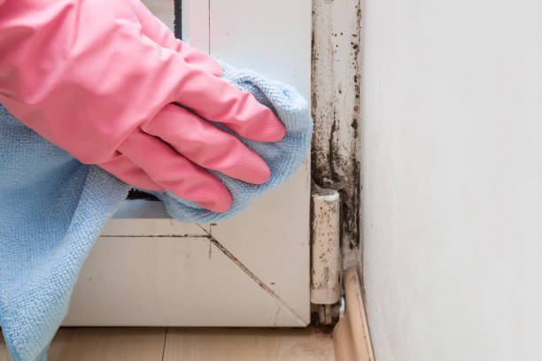 Best Same-Day Mold Removal  in Sterling, VA